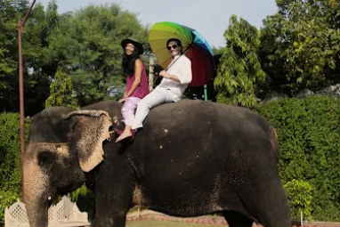 Elephant Ride