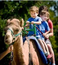 Camel Ride
